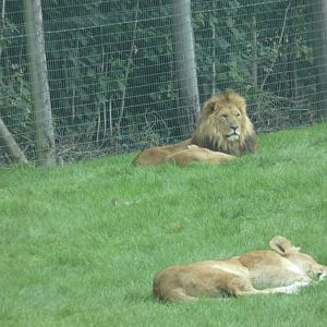 Lions of Longleat