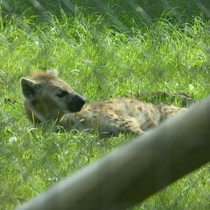 Spotted Hyena
