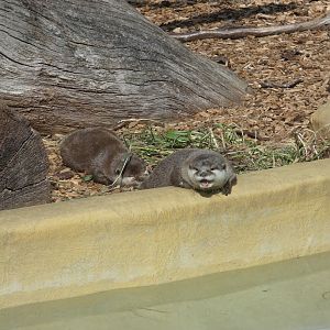 Asian Short-clawed Otter