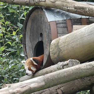 Red Panda