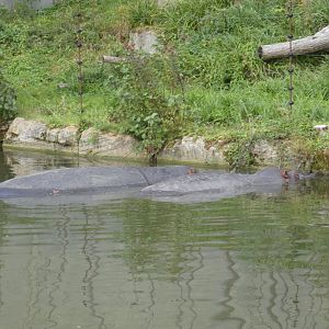 Common Hippos