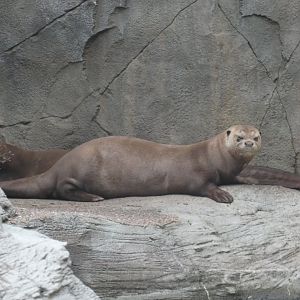 Giant Otter