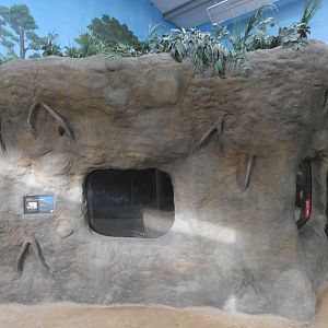 Wombat indoor viewing area