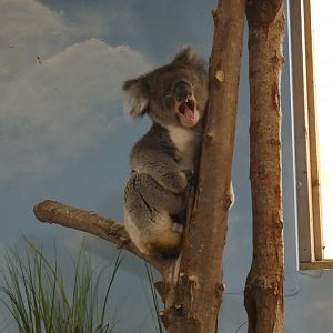Southern Koala yawning