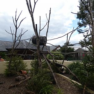North American Tree Porcupine enclosure