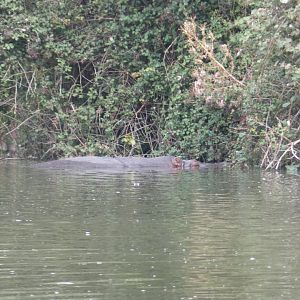 Common Hippo