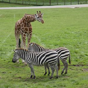 Giraffe and Zebra