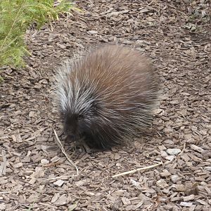 North American Porcupine