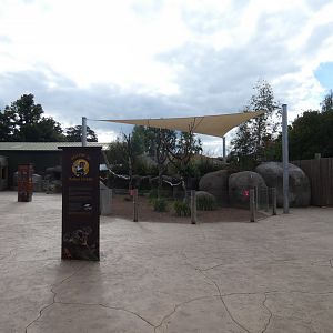 View of Koala outdoor