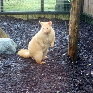 Tasmanian Golden Possum 15/12/20