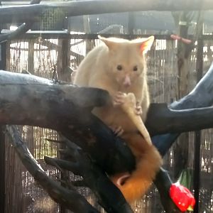 Tasmanian Golden Possum 15/12/20