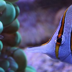 Copperband butterflyfish inspecting bubble coral