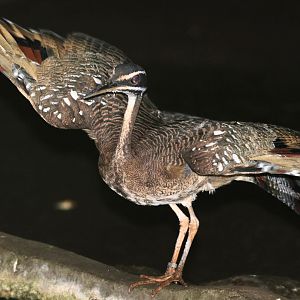 Sunbittern taking flight