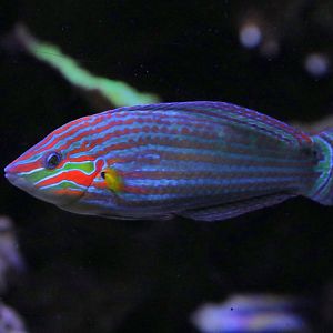 Pinstripe wrasse