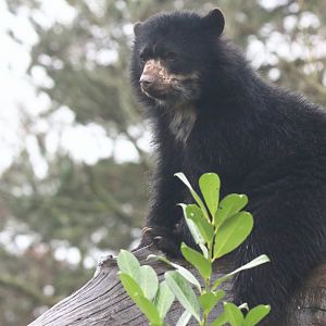 Young spectacled bear
