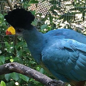 Great Blue Turaco