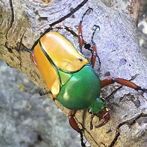Jade-Headed Buffalo Beetle