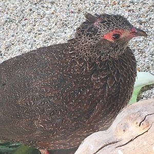 Stone Partridge