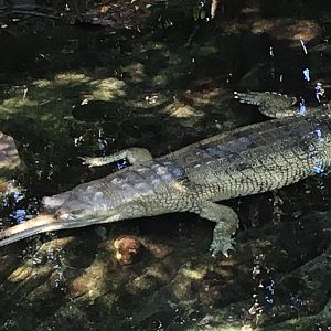 Gharial