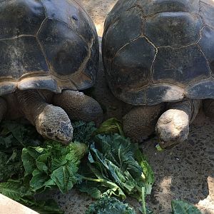Galapagos Tortoises eating lunch!