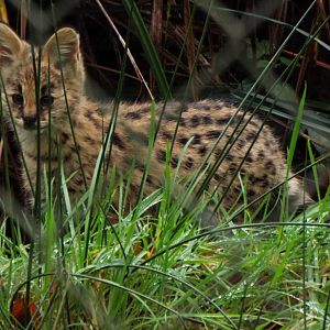 Serval Youngster, Exmoor Zoo