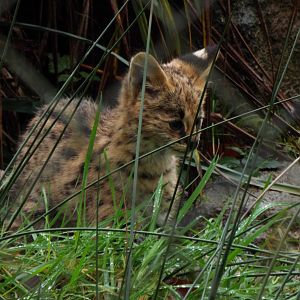 Serval Youngster, Exmoor Zoo