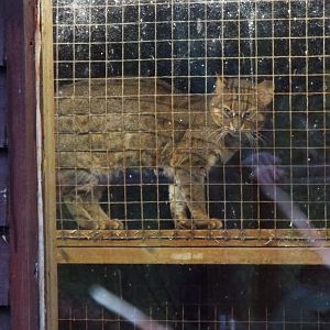 Rusty Spotted Cat, Exmoor Zoo