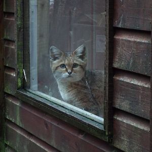 Sand Cat, Exmoor Zoo