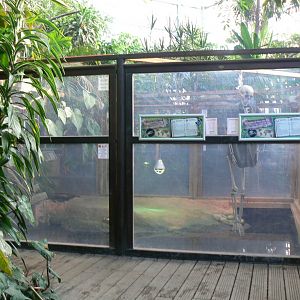 Planet Exotica - Mississippi alligators and yellow-bellied sliders exhibit