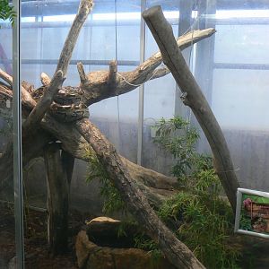 Planet Exotica - Asian rock pythons enclosure