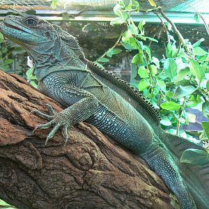Planet Exotica - Sailfin lizard