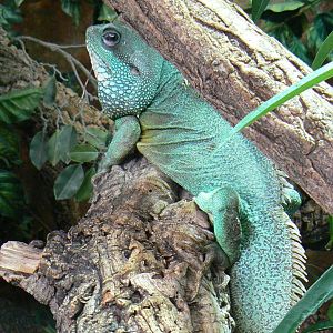 Planet Exotica - Chinese water dragon