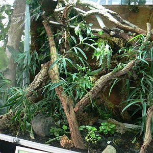 Planet Exotica - Chinese water dragon enclosure