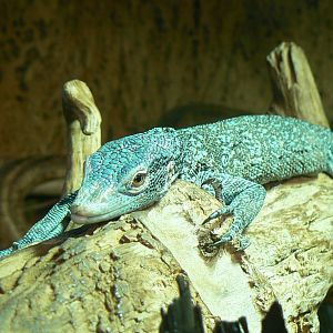 Planet Exotica - Blue-spotted tree monitor