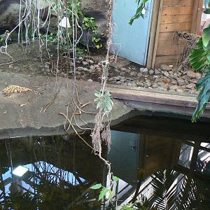 Planet Exotica - Dwarf crocodiles enclosure
