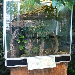 Planet Exotica - Green tree monitors terrarium