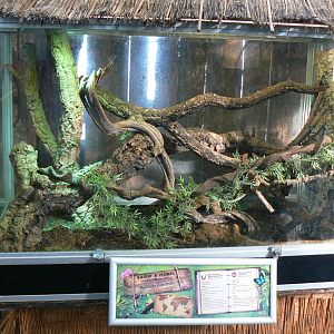 Planet Exotica - Green basilisks terrarium