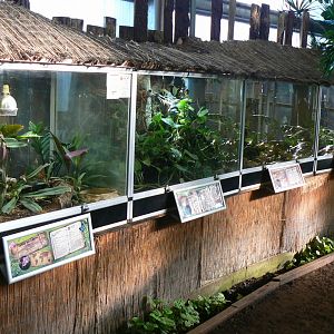 Planet Exotica - Terrariums for Gaboon viper, cascabel rattlesnakes, blue-spotted monitors and Yemen chameleons
