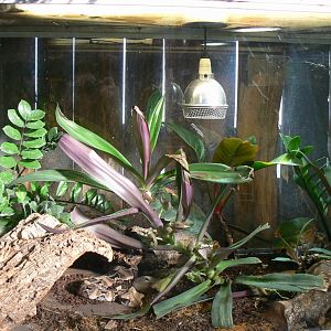 Planet Exotica - Gaboon viper terrarium