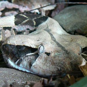 Planet Exotica - Gaboon viper