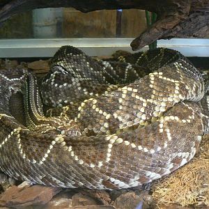 Planet Exotica - Cascabel rattlesnakes