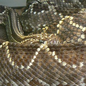 Planet Exotica - Cascabel rattlesnake