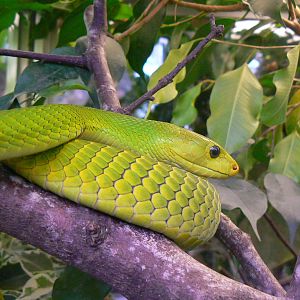 Planet Exotica - Eastern green mamba