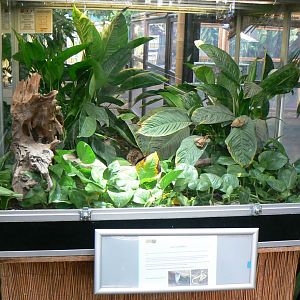 Planet Exotica - Leucistic monocled cobras terrarium