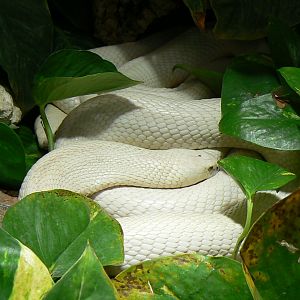Planet Exotica - Leucistic monocled cobras