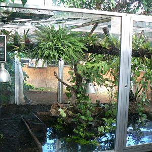 Planet Exotica - Cuvier's dwarf caimans enclosure