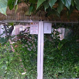 Planet Exotica - Pope's tree vipers terrarium