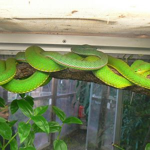 Planet Exotica - Pope's tree vipers