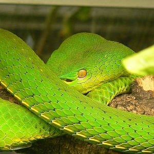 Planet Exotica - Pope's tree viper