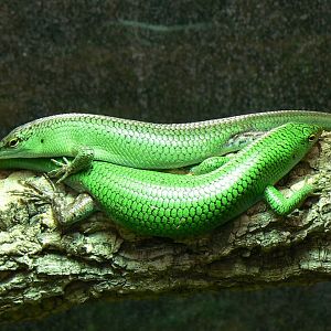 Planet Exotica - Emerald skinks